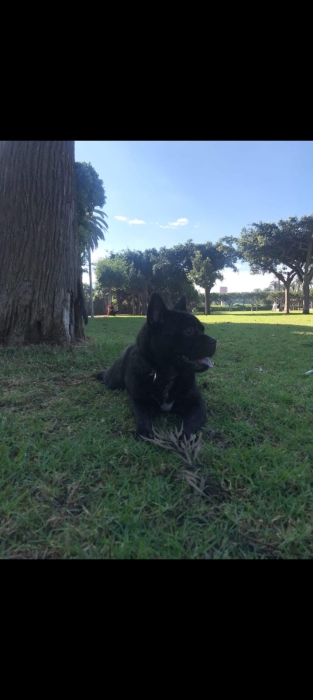 Chien luna pour adoption