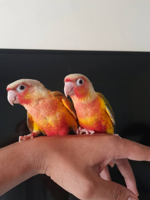 Perroqutte conure
