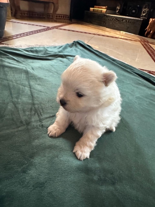 Magnifique porté de spitz