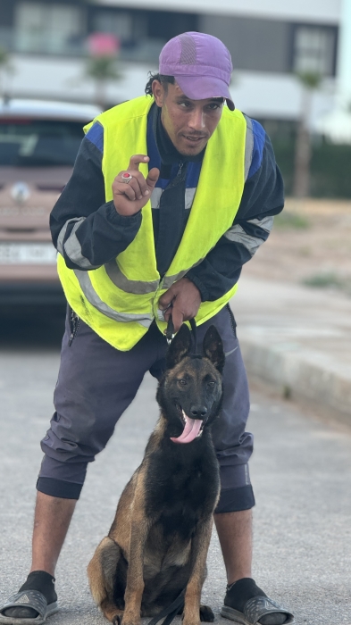 Malinois charbonnier