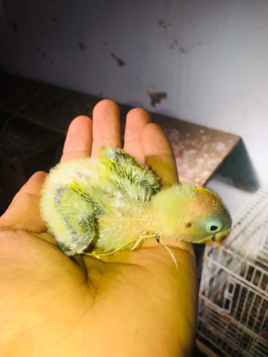 Opalend green haz lbleu