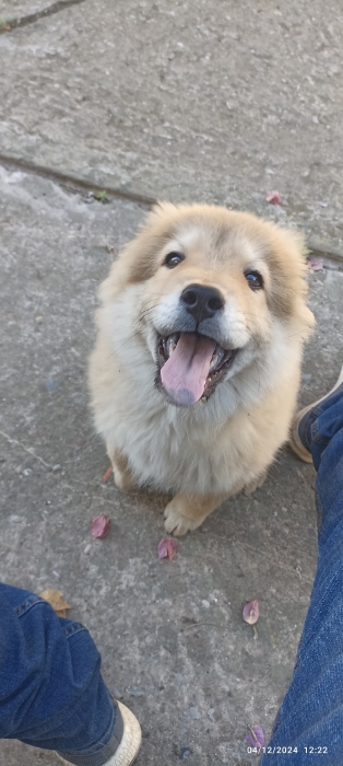 Chowchow chiot a vendre pour un bon prix