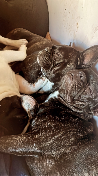 Bouledogue français