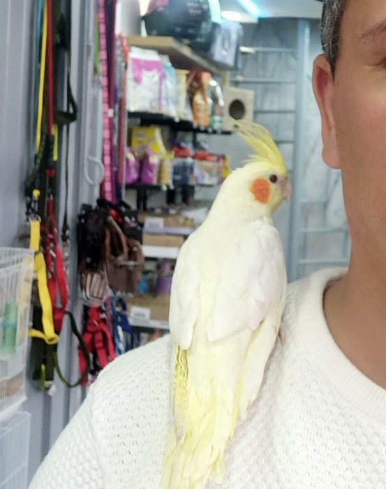 Calopsitte كلوبسيت مدرب