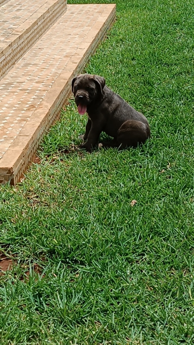 Chiots Cane corso 55 jours