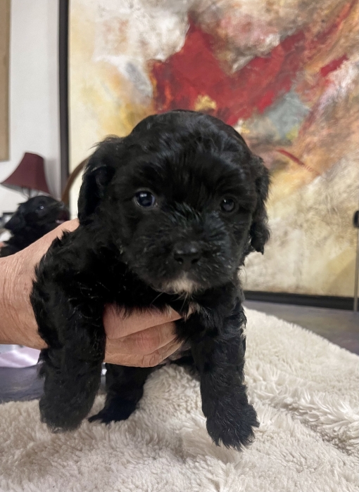 Adorables Chiots Bichons couleur Oreo