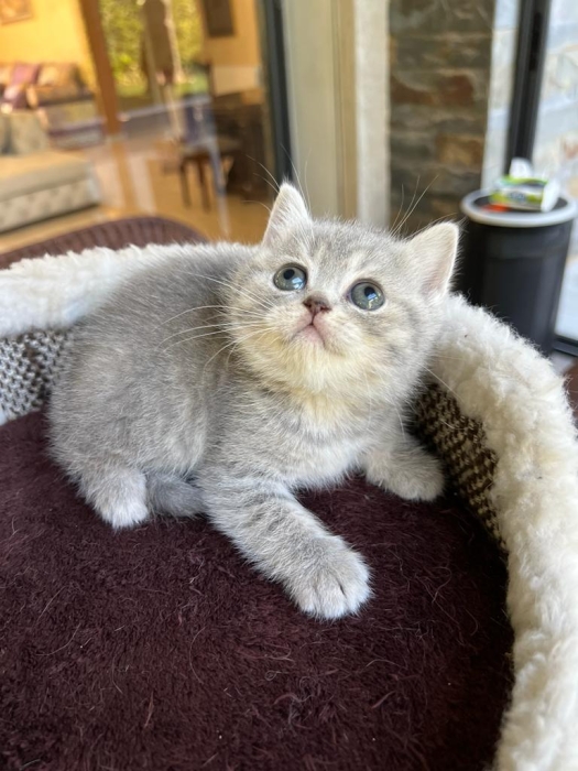 Scottish straight et fold