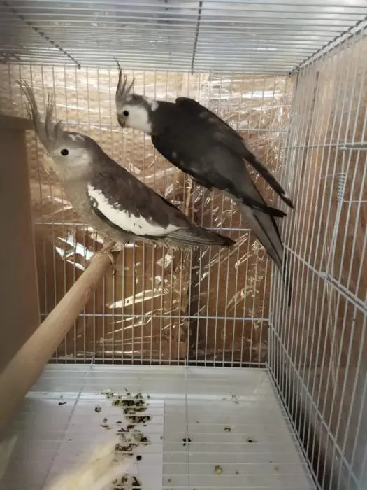 Couple Calopsite face blanc sont préparé pour l'accouplement