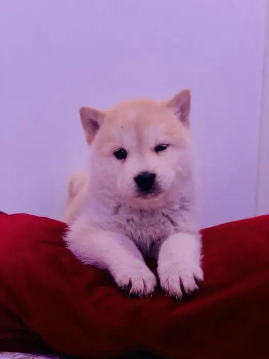 Chiot  akita