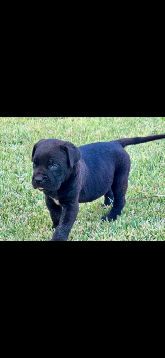 Cani corso noire brillant