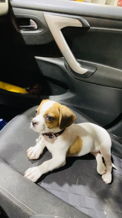 Chio 4 mois ( cavalier x Jack russel )