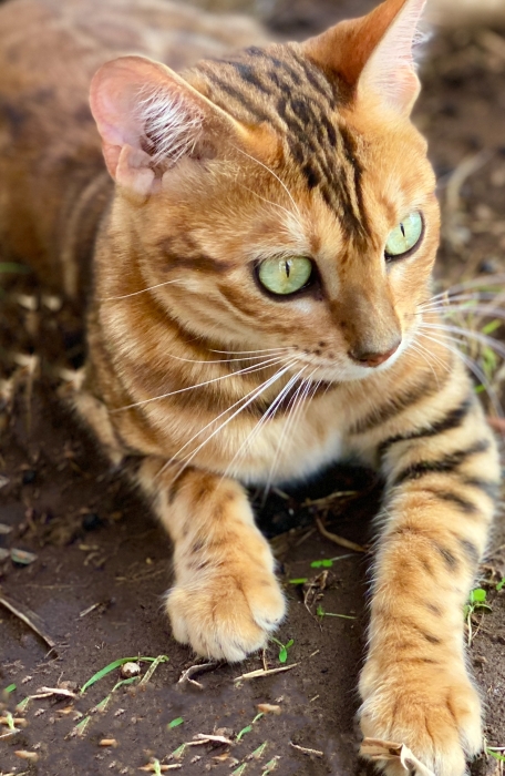 Chat bengal femelle avec pedigree