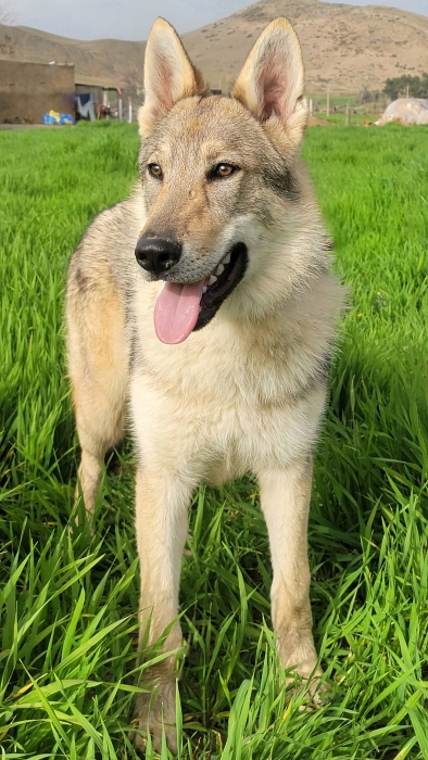 Chiot chien Loup Tchécoslovaque 7 mois