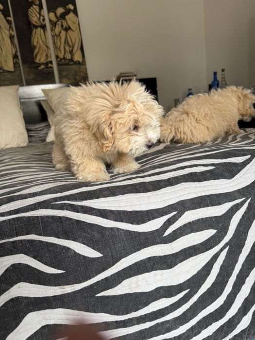 Magnifiques Maltipoo