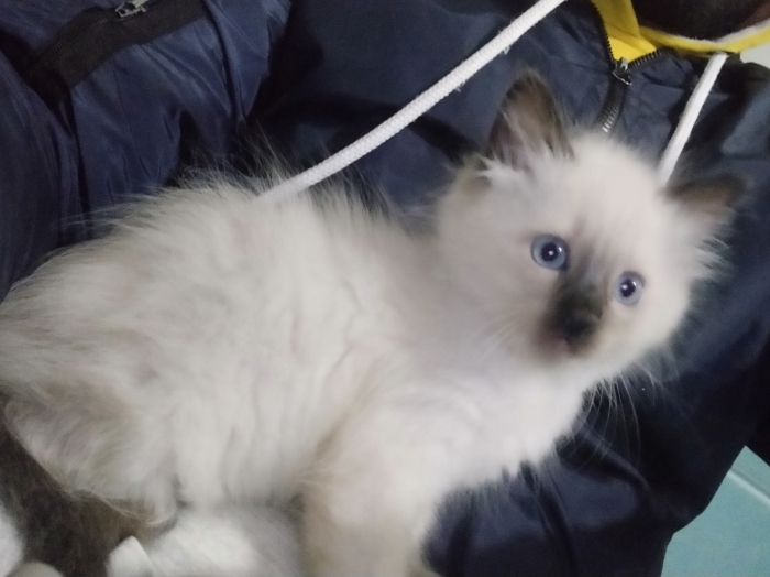 زواغة فاس zouagha