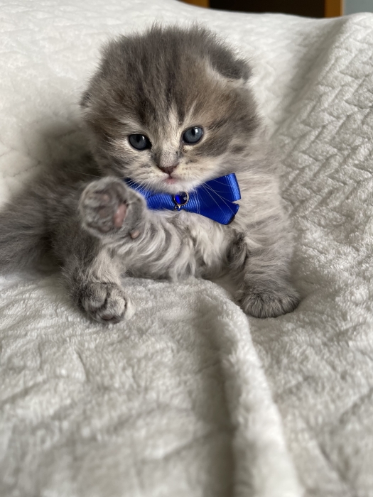 Chatons Scottish fold