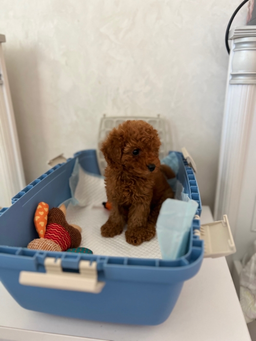 Toy poodle de race pure
