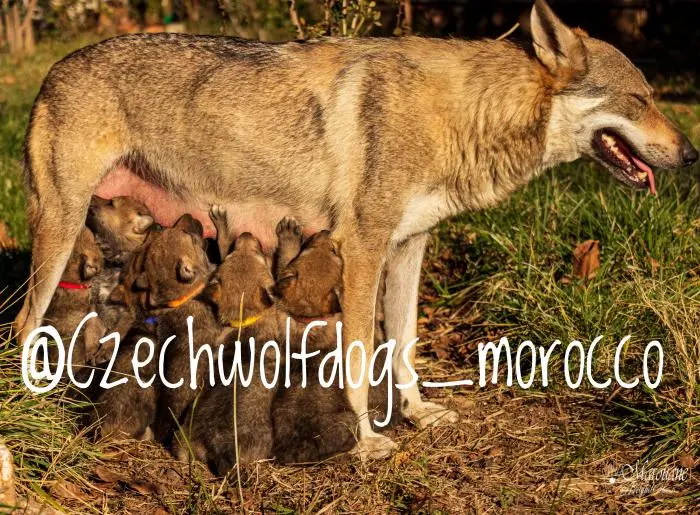 Chien loup tchécoslovaque