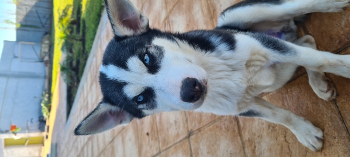 3 Huskys pour adoption