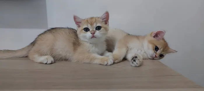 Chatons pure race Golden British