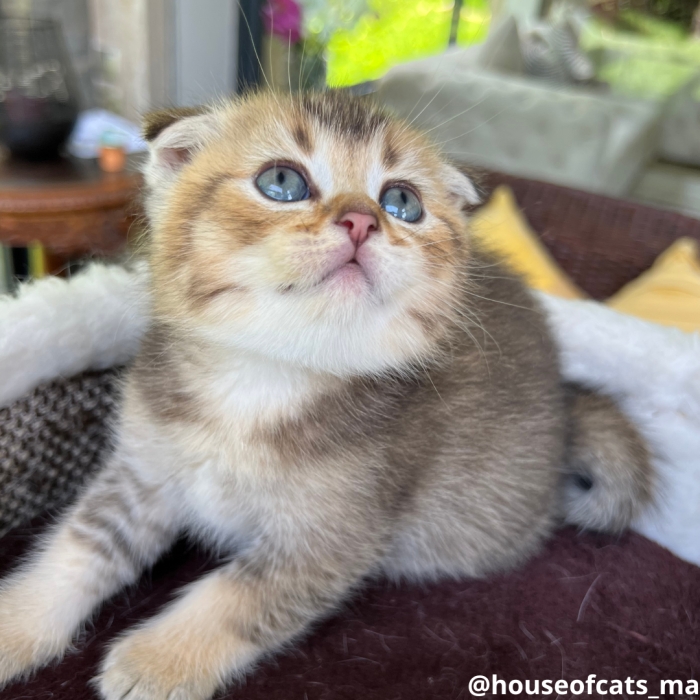 Scottish fold mâle