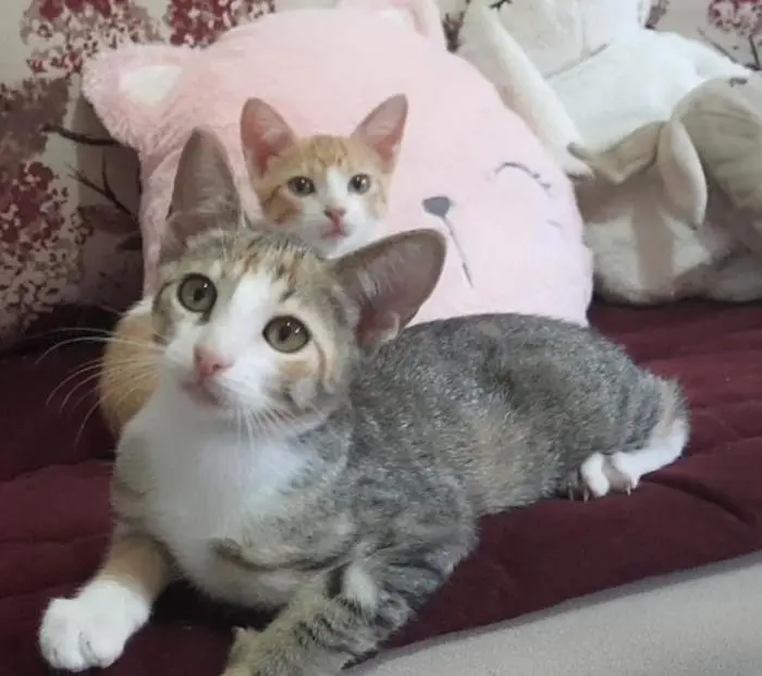 une chatonne pour adoption