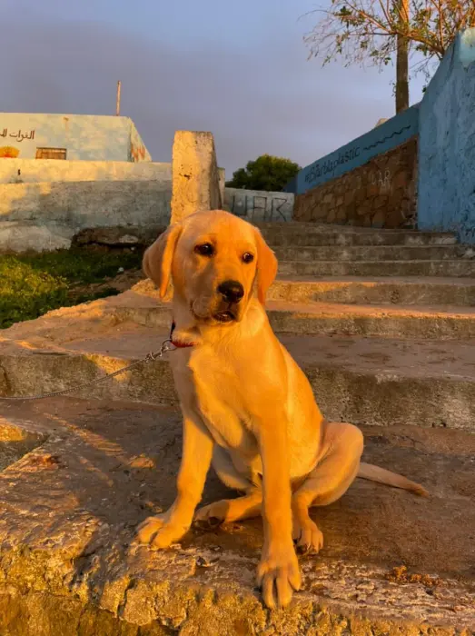 Labrador femelle de 5 mois entièrement vaccinée