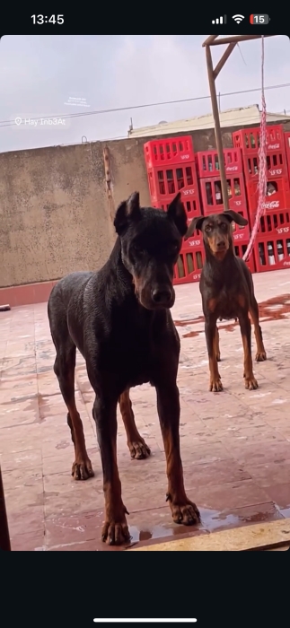Chiots doberman