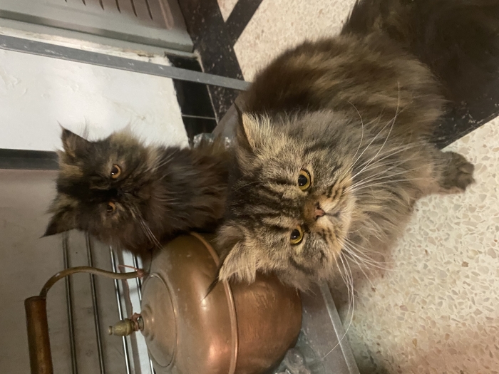 Magnifique couple persan