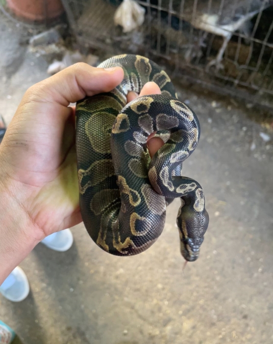 Python royal
