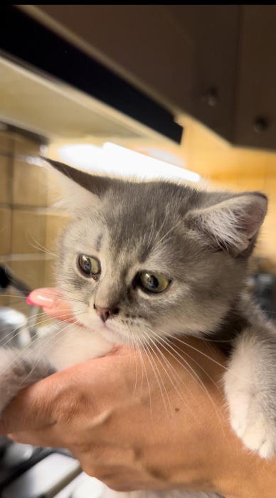 Deux chatons British shorthair a vendre