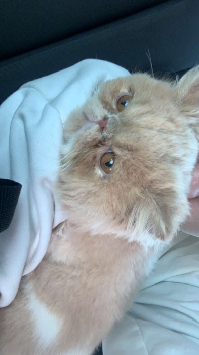 Chat persan male pour accouplement