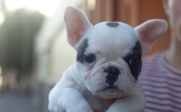 magnifique chiots bulldog francais