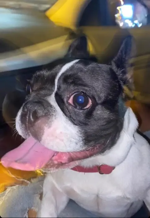 Bulldog Français à vendre