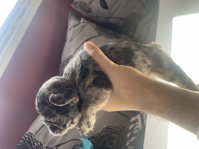 Fluffy bulldog francais