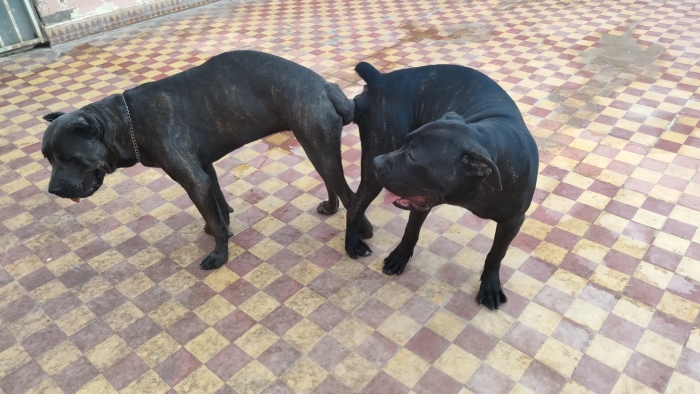 Couple Cane Corso de pure race