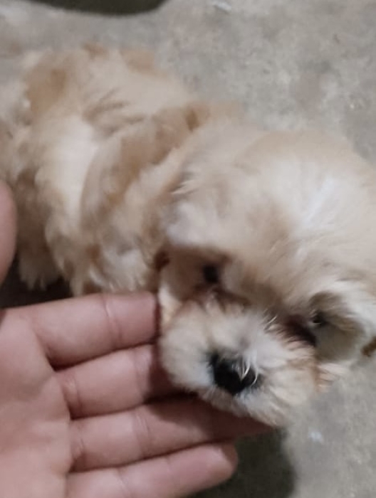 Bichon maltais pure race