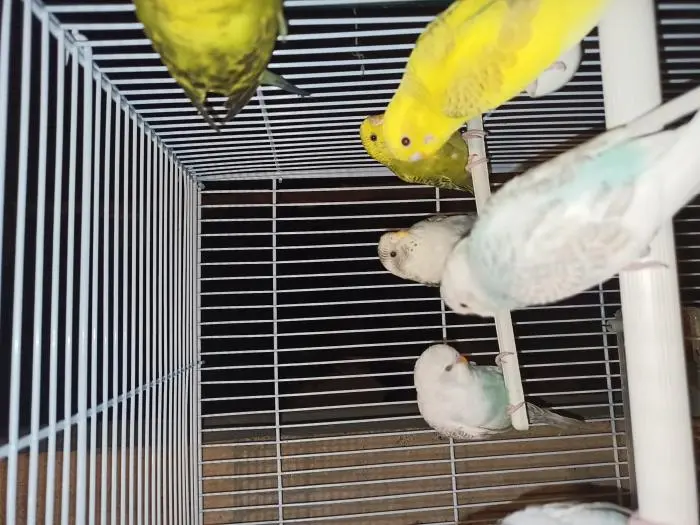 طيور بادجي بالجملة و التقسيط