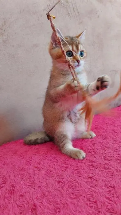 Chaton à prix très intéressant