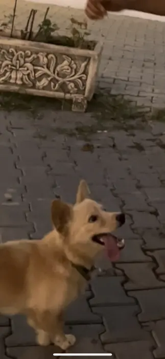 Adoption de klein plitz