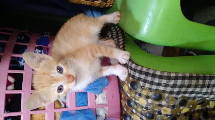 Chat jaune à vendre