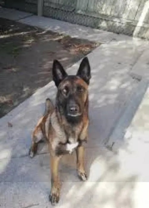 Chiot malinois