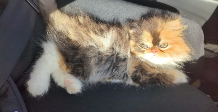 Chaton Person Femelle