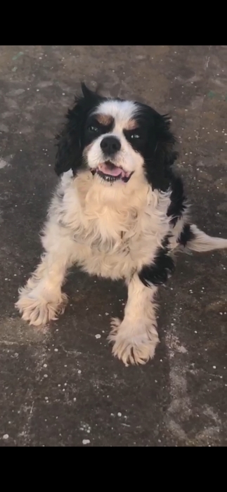 Cavalier King charles