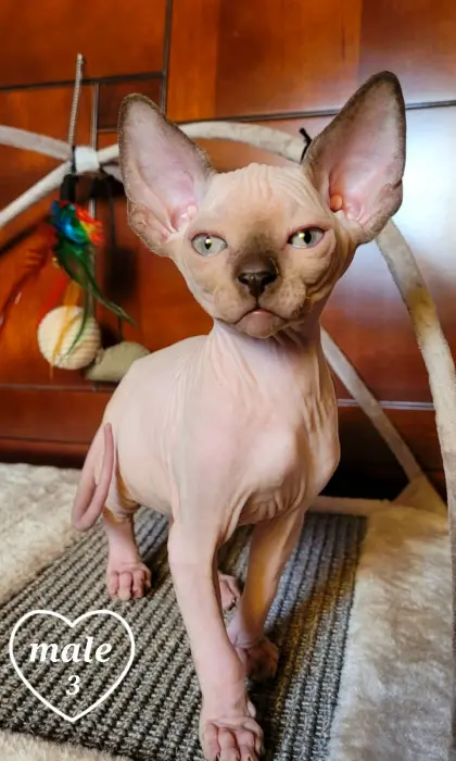 Sphynx