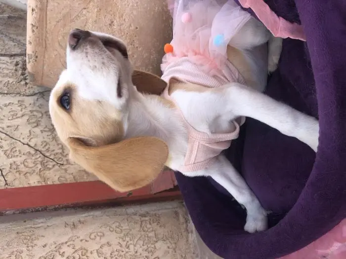 Beagle femelle vacciné