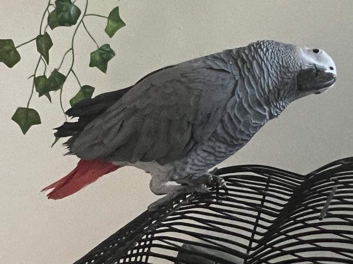 Perroquet gris du Gabon