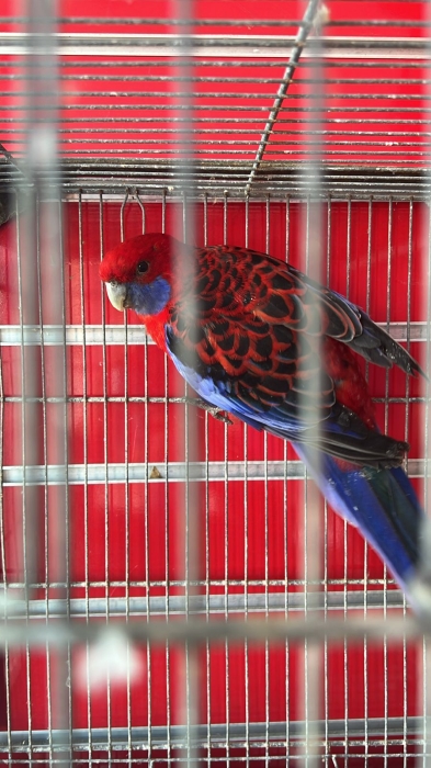 DES GRANDES PERRUCHES A VENDRE