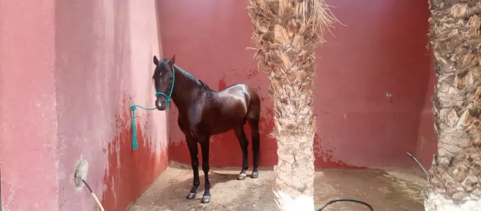Cheval barbe arabe à vendre