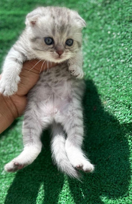 Scottish fold